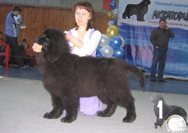 Фото: ньюфаундленд Акватория Келвин Заския