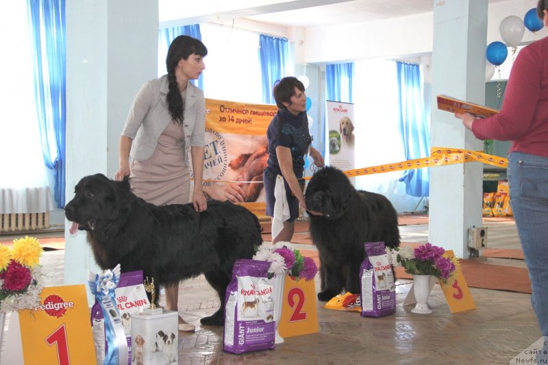 Фото: ньюфаундленд Питерньюф Чивас Регал, ньюфаундленд Ньюфорт Фидель (Njufort Fidel)
