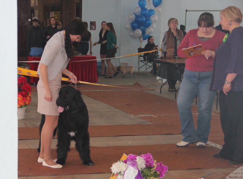 Фото: ньюфаундленд Питерньюф Чивас Регал