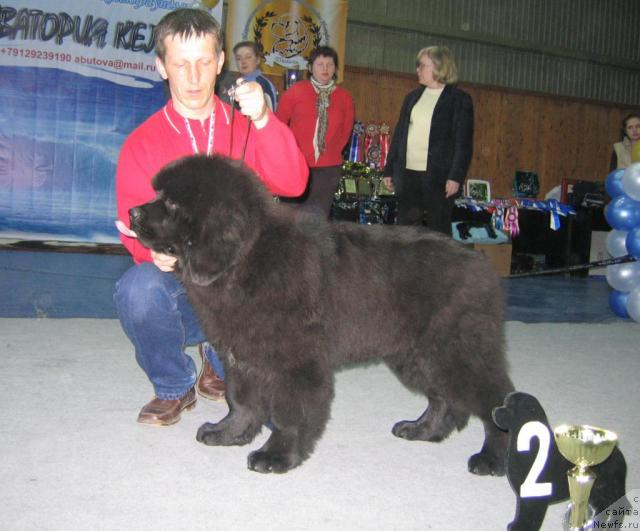 Фото: ньюфаундленд Акватория Келвин Зигмунд