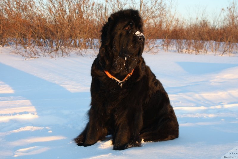 Фотография № 120920