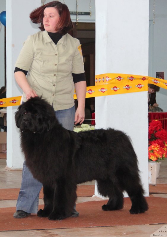 Фото: ньюфаундленд Акватория Келвин Ундиспьютид Винс (Aquatoriya Kelvin Undisputed Wins), Ирина Назарова