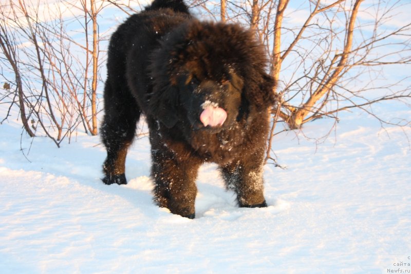 Фото: ньюфаундленд Янтарная Мечта