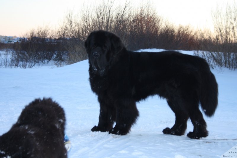 Фото: ньюфаундленд Бегущая по Волнам Зеро Коол