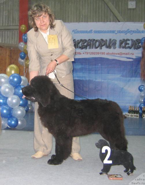 Фото: ньюфаундленд Любимая Моя с Берега Дона (Lubimaya Moya s Berega Dona)