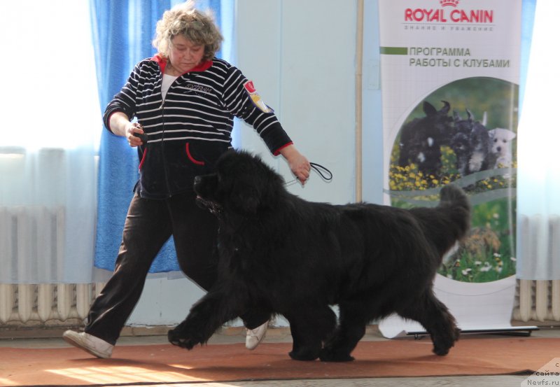 Фото: ньюфаундленд С'Нежная Вьюга Армандо Паруссо (S'Nezhnaya Vjuga Armando Parusso)