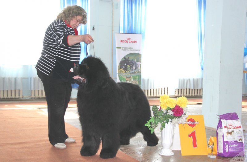 Фото: ньюфаундленд С'Нежная Вьюга Армандо Паруссо (S'Nezhnaya Vjuga Armando Parusso), Ирина Панюшкина