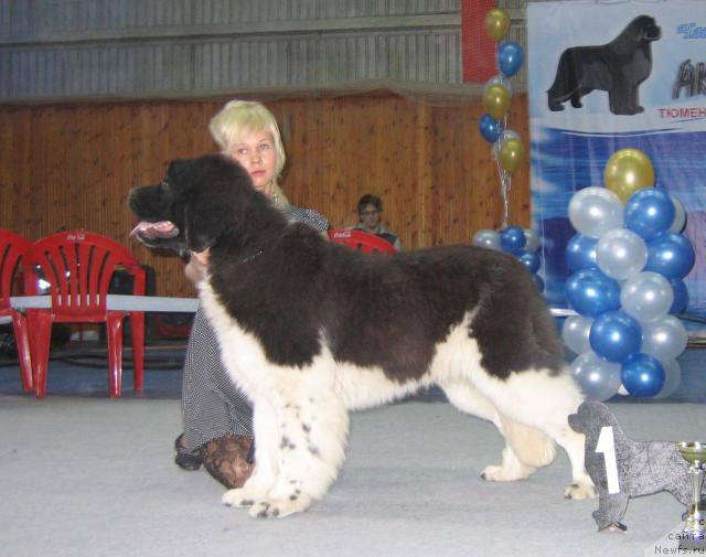 Фото: ньюфаундленд Eros Faundland