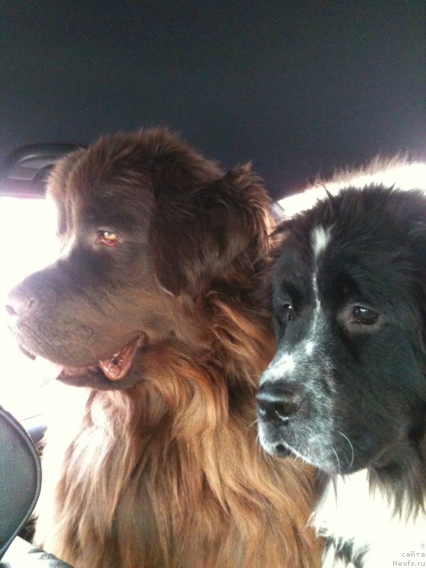 Фото: ньюфаундленд Сент Джонс Вива Виктория (Sent Djons Viva Viktoria), ньюфаундленд Ван Лен Тайм Женевьева