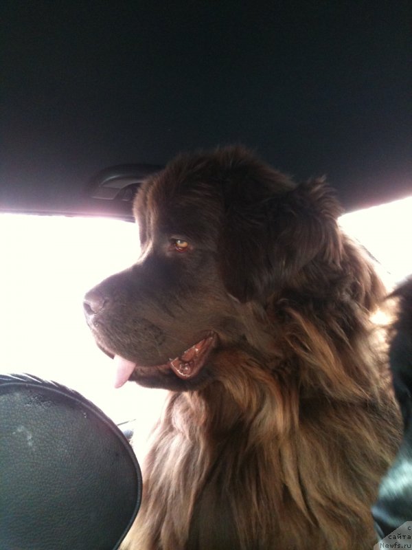 Фото: ньюфаундленд Ван Лен Тайм Женевьева