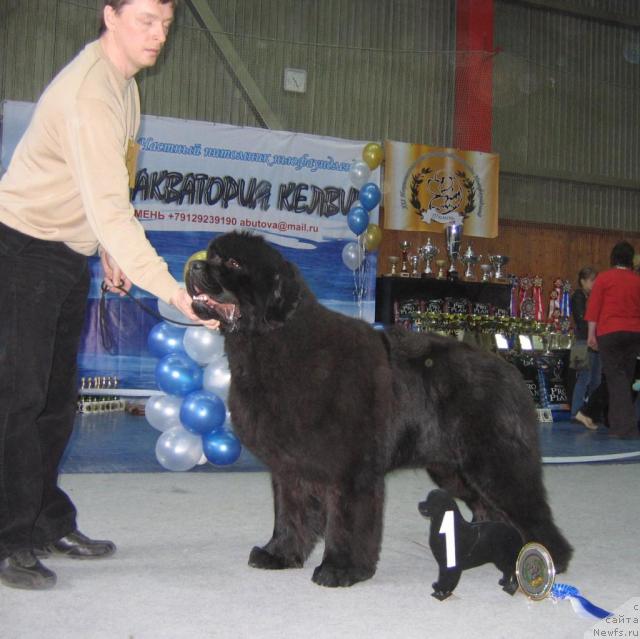 Фото: ньюфаундленд Денди Денжер из Медвежьего Яра (Dendi Denger iz Medvejyego Yara)