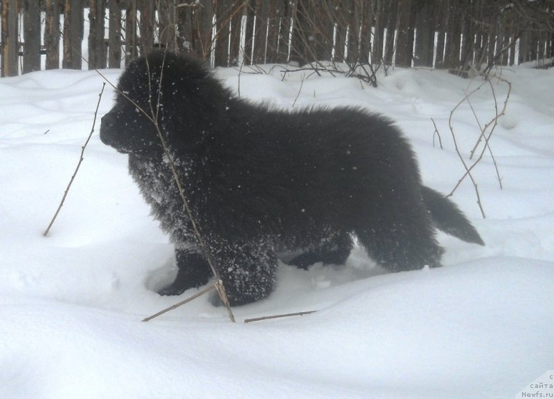 Фото: ньюфаундленд Сокровище Белой Богини