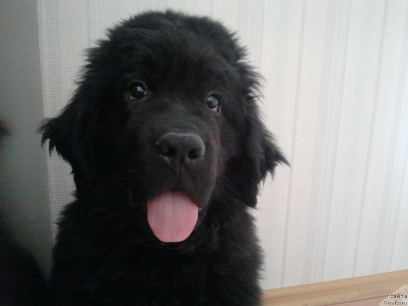 Фото: ньюфаундленд Фанньюф Гендальф Грейт