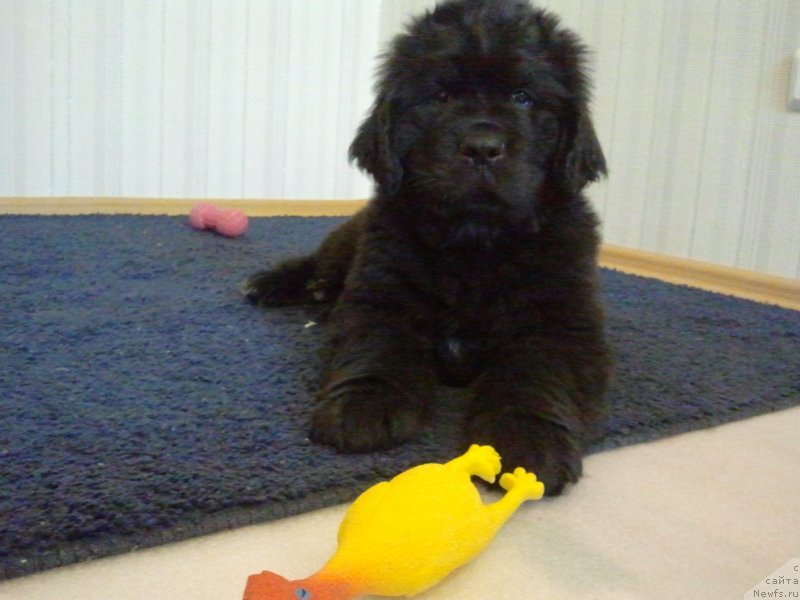 Фото: ньюфаундленд Фанньюф Гендальф Грейт