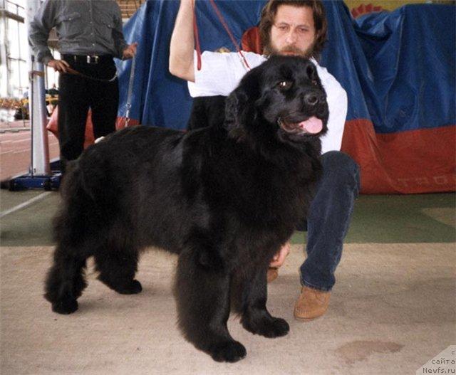 Фото: ньюфаундленд Vercordia's Twinkl