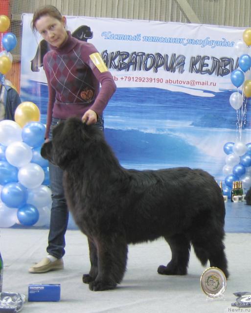 Фото: ньюфаундленд Красота Неземная с Берега Дона (Krasota Nezemnaya s Berega Dona)