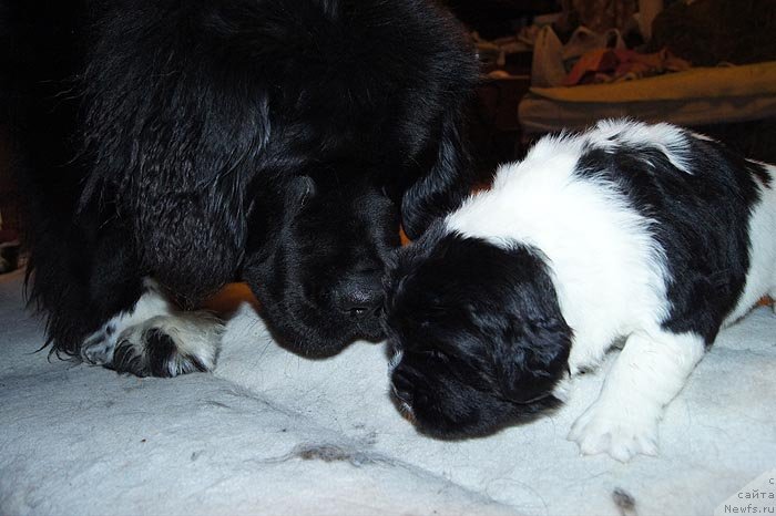 Фото: ньюфаундленд Супер Бизон Индия, ньюфаундленд Супер Бизон Конжак