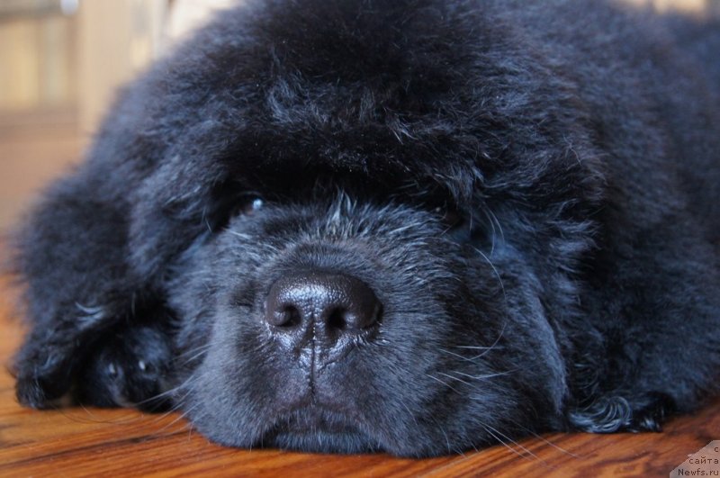 Фото: ньюфаундленд Deep Love I'm Sensation