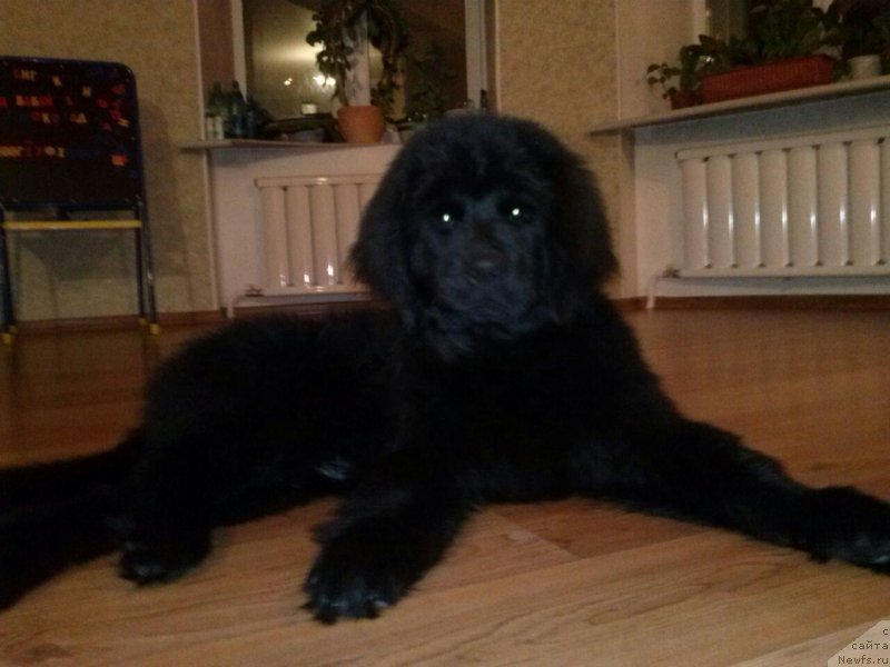 Фото: ньюфаундленд Соул оф Роуз Арлин