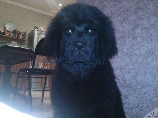 Фото: ньюфаундленд Соул оф Роуз Арлин