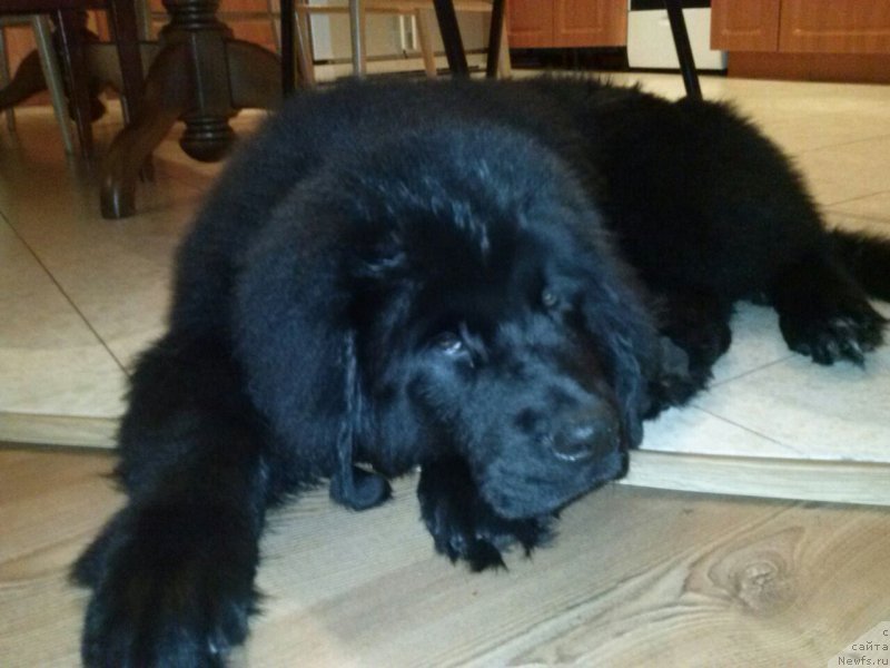 Фото: ньюфаундленд Соул оф Роуз Арлин