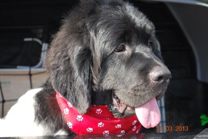 Фото: ньюфаундленд Кипер Соул Некст Пэйдж оф Стори (Keeper Soul  Next Page of Story)