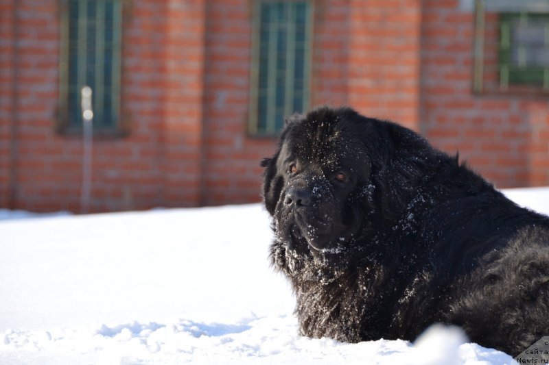 Фото: ньюфаундленд Омар Шериф
