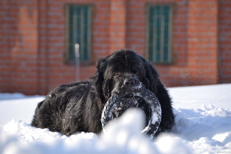 Фото: ньюфаундленд Омар Шериф