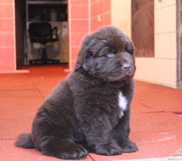 Фото: ньюфаундленд Акватория Келвин Щоколад