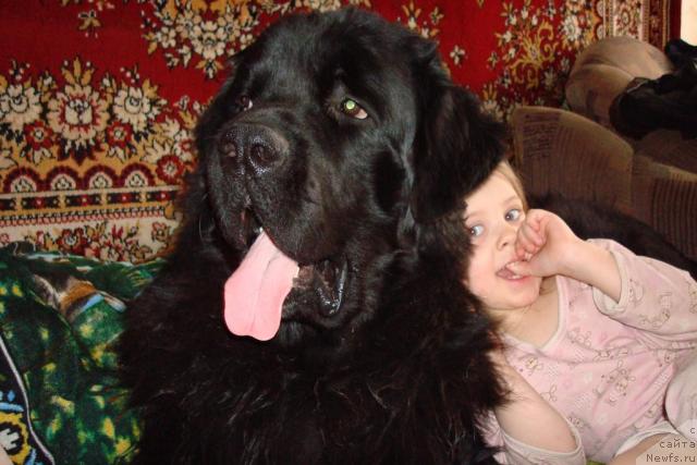 Фото: ньюфаундленд Адмирал