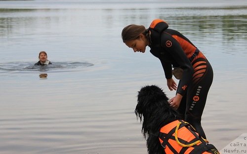 Фото: Галина Костюхова, ньюфаундленд Мэджикал Оушен Евдокия, Татьяна