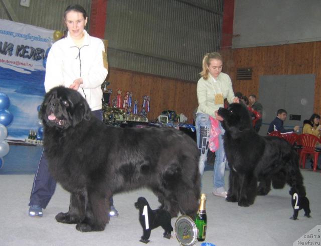 Фото: ньюфаундленд Иван Царевич из Тихого Омута (Ivan Tsarevich iz Tihogo Omuta), ньюфаундленд О Блек Диамонд Литтл Беар (O Black Diamond Little Bear)