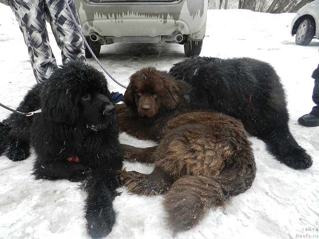 Фотография № 121059