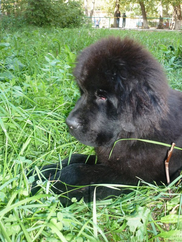 Фото: ньюфаундленд Мэджикал Оушен Евдокия