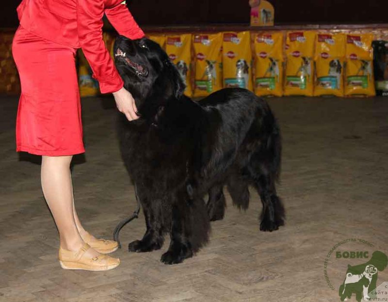 Фото: ньюфаундленд Потап Ярика (Potap Yarika)