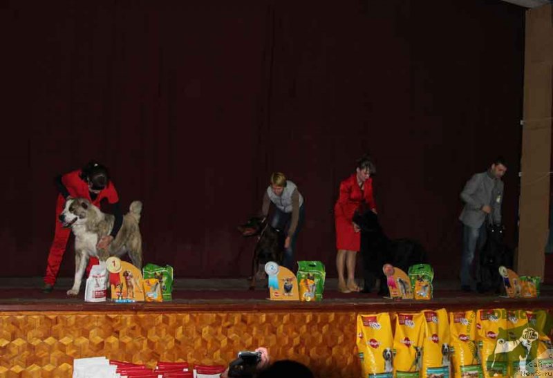 Фото: ньюфаундленд Потап Ярика (Potap Yarika)