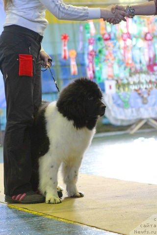 Фотография № 121114