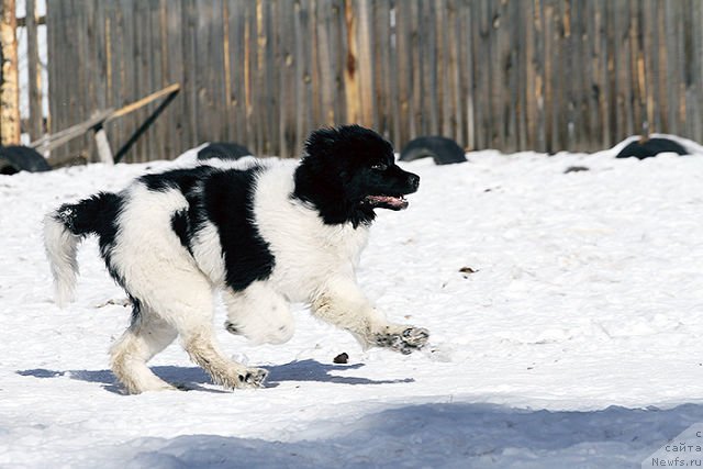Фото: ньюфаундленд Саша Габриэль Торрес