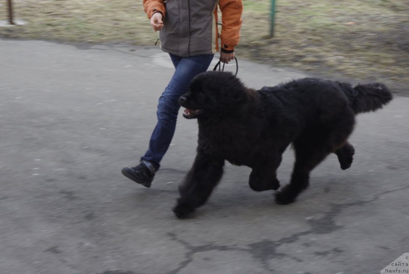 Фото: ньюфаундленд Альфа Таури Династия Совершенства (Аlpha Tauri Dinastiya Soverchenstva)