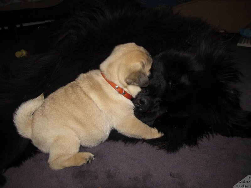 Фото: ньюфаундленд Их Высочество Владлена Маджикс, Роза