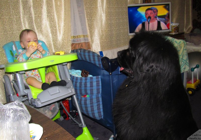 Фото: ньюфаундленд Их Высочество Владлена Маджикс, Ромка