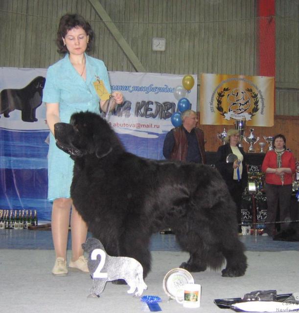 Фото: ньюфаундленд Lifeguard's American Style