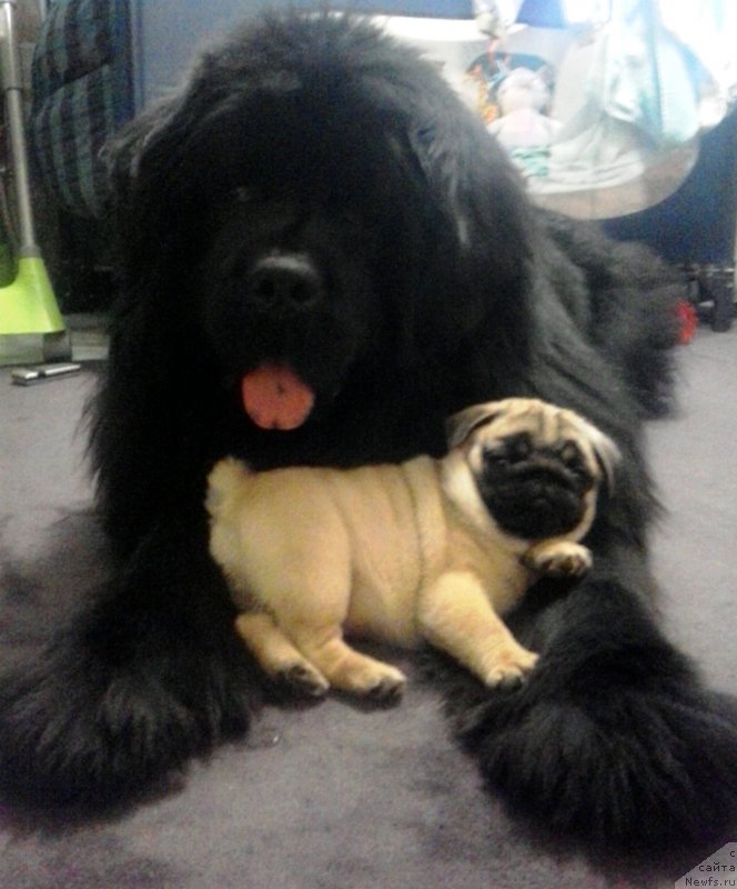 Фото: ньюфаундленд Их Высочество Владлена Маджикс, Розка