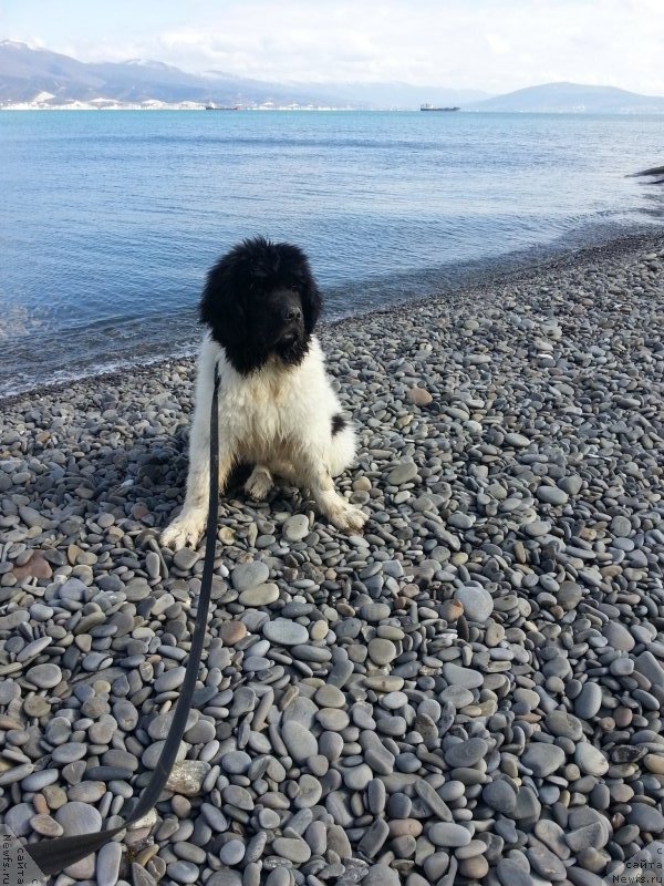 Фото: ньюфаундленд Санта Де Ла Морис