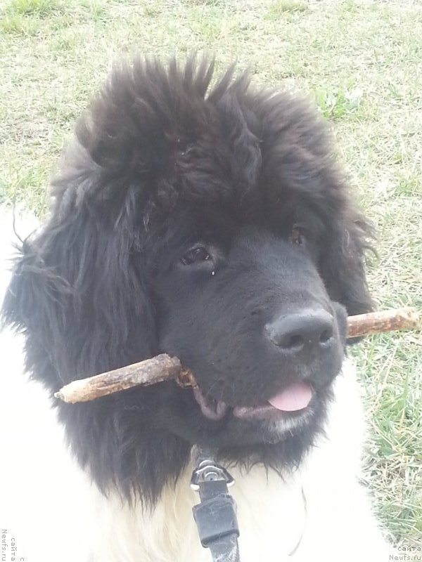 Фотография № 121172