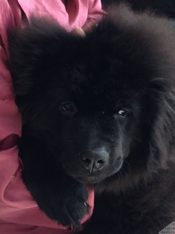 Фото: ньюфаундленд Чейз Каден Клеве Лед