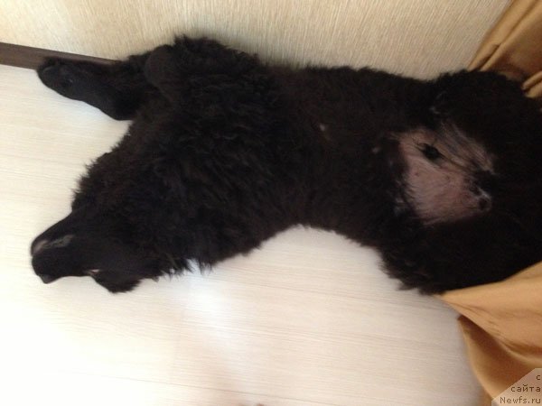 Фото: ньюфаундленд Чейз Каден Клеве Лед