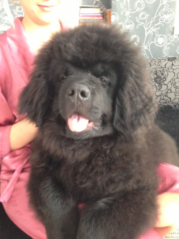 Фото: ньюфаундленд Чейз Каден Клеве Лед