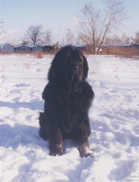 Фото: ньюфаундленд Midnight Lady's Double Trouble