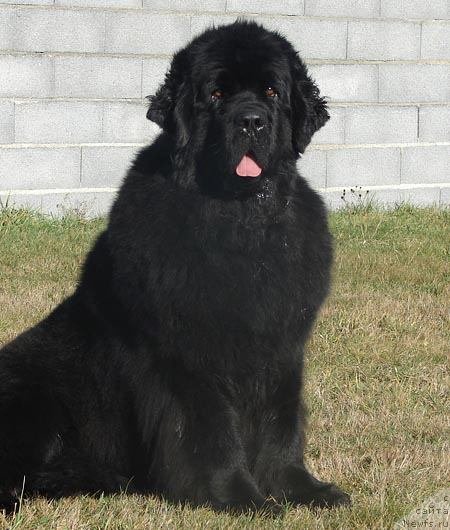 Фото: ньюфаундленд Fairweathers Prophecy